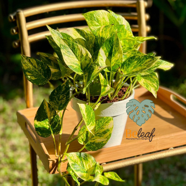 Planta de sombra para interior