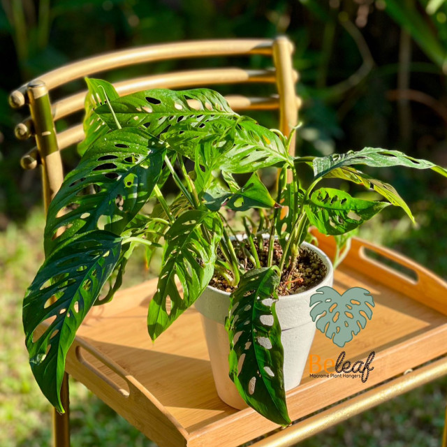 Planta de sombra para interior