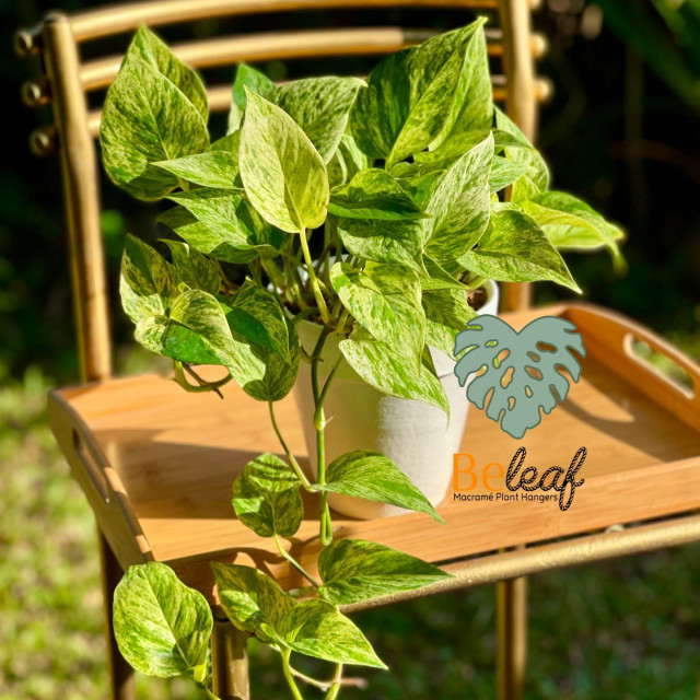 Planta de sombra para interior